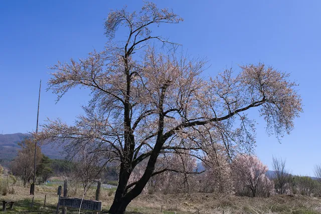 熊井城跡天空一本桜