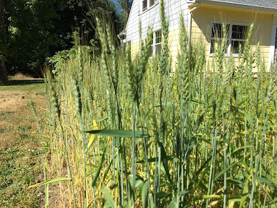 Wheat growing in the front yard