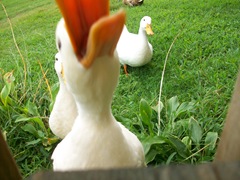 Ducks (58)