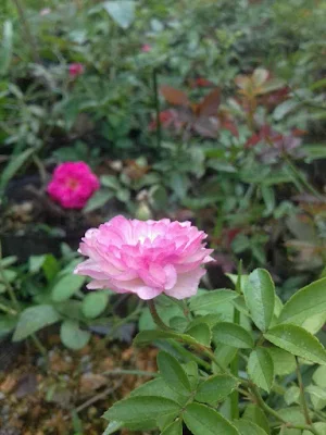 Hoa hồng màu tím vina song