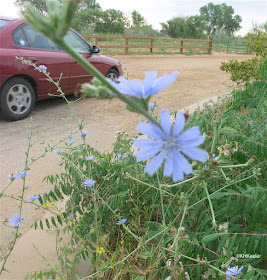 chicory flowers