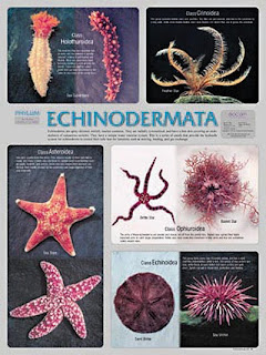 BIOLOGI GONZAGA FISIOLOGIS ECHINODERMATA 