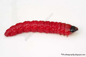Red Caterpillar