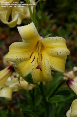 Лилия Совича (Lilium szovitsianum)