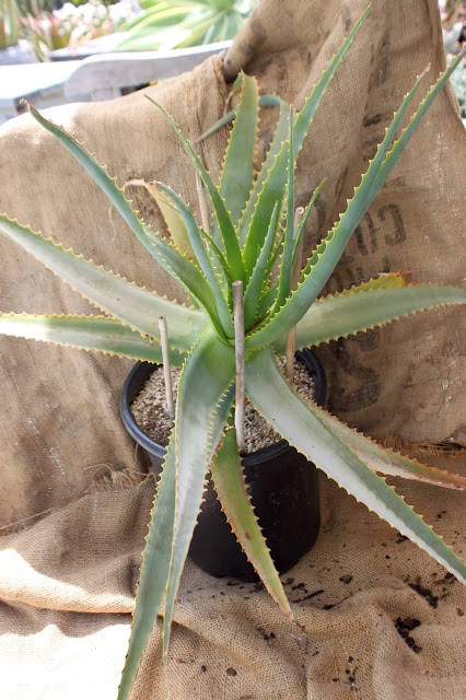 Aloe mutabilis in 5 gal pot