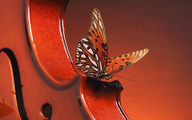 violin, animals wallpapers
