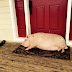 Meet The Man Who Turned His Home Into A Haven For 2 Dozen Rescued Pigs