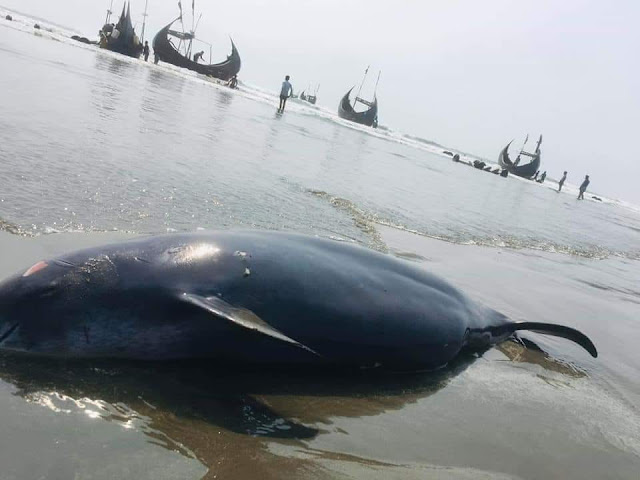 Brutally killing the dolphins near the sea coast of cox Bazar