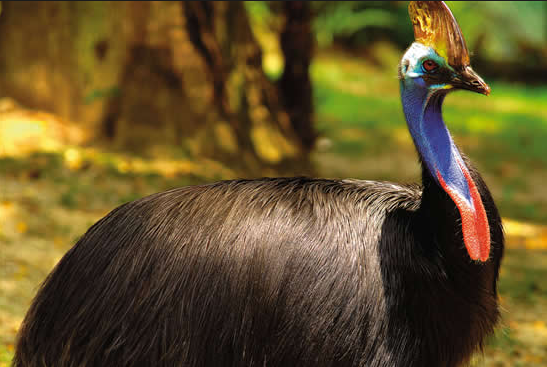 Burung Kasowari Atau Cassowary Bird Burung Paling Berbahaya Di Dunia