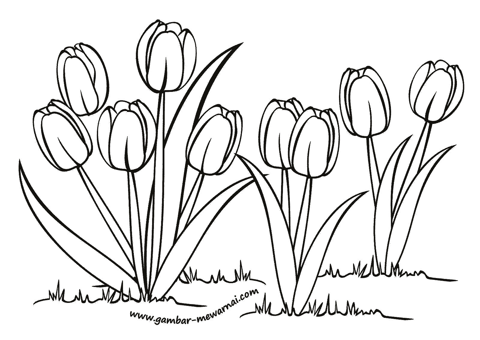  Mewarnai  Bunga  Tulip Contoh Gambar  Mewarnai 