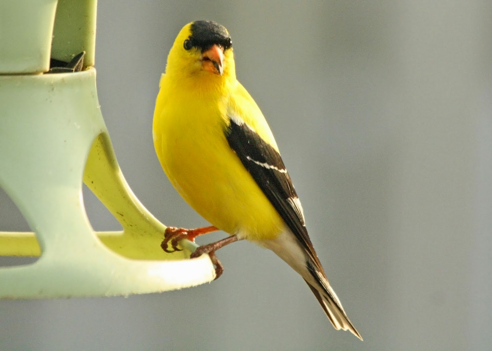 Download Birding with Lisa de Leon: Small Yellow Birds In Newfoundland