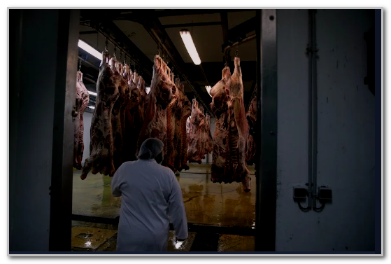 فدرالية المواشي: صحة القطيع جيدة .. واللحوم الحمراء تحت مراقبة صارمة