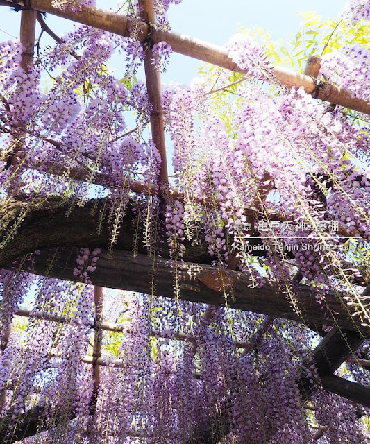 亀戸天神社の藤棚