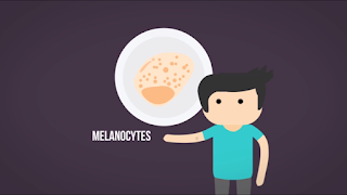 Sel Malanocytes atau melanosit di kulit