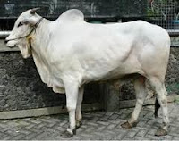 Sapi Ongole