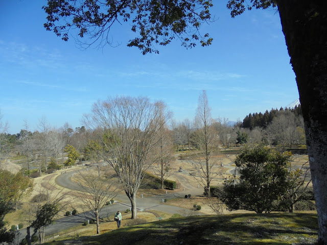 タブの木の丘からの風景