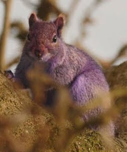 Purple Squirrel