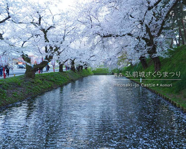 弘前城の桜