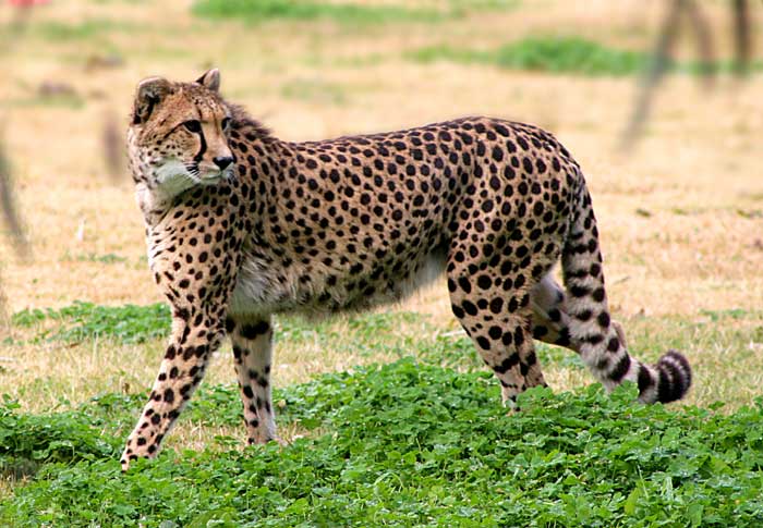Di Mana Habitat Cheetah? Belajar Sampai Mati, belajarsampaimati.com, hoeda manis