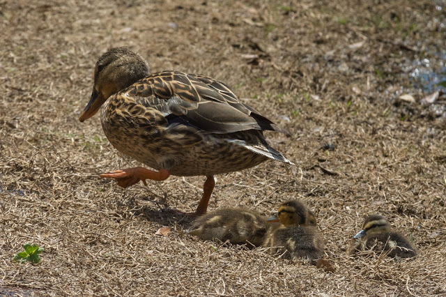 Mallard Hen and Ducklings, Rheudasil Park