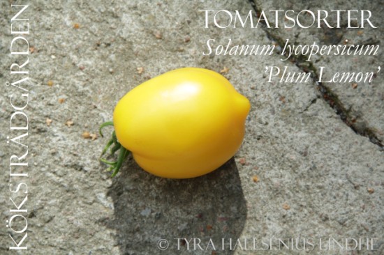 "Plum Lemon Tomato"