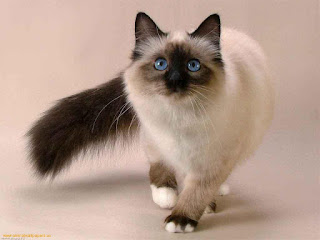 Siamese Cat Walking