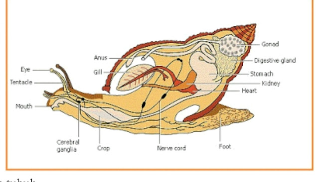 Anatomi Achatina Fulica
