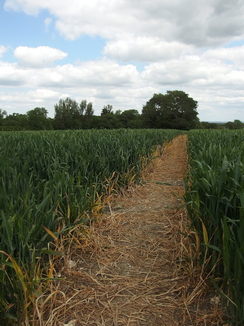 Just in Style Country side walk next to the lamas