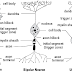 Saraf/Neuron (Fisiologi)
