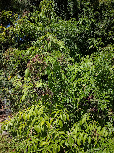 Elderberries - A Life Unprocessed