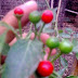 PI 441654