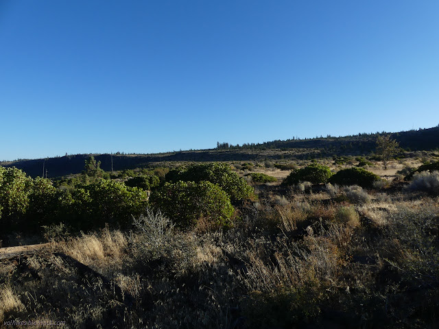 07: forest at a distance