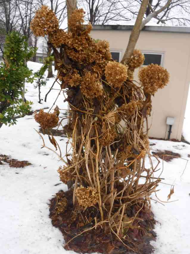 紫陽花の雪囲い えっ紫陽花って木だったのか 雑談散歩