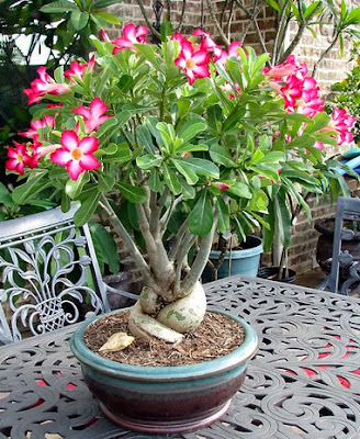 Contoh Bonsai Adenium