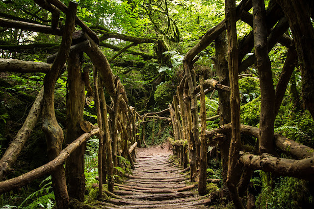 Puzzlewood Forest - England