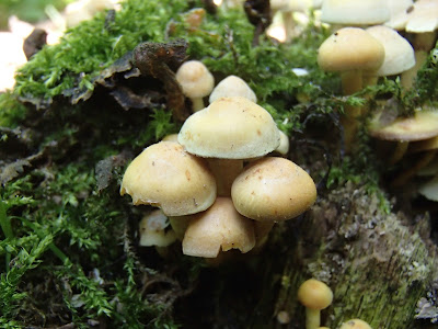 maślanka wiązkowa Hypholoma fasciculare