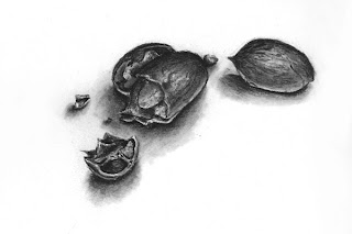 Charcoal drawing of nuts