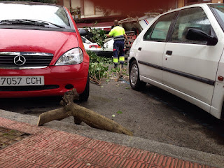 Caída de un árbol por el efecto del viento