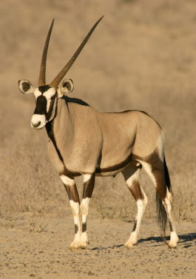 Gemsbok information