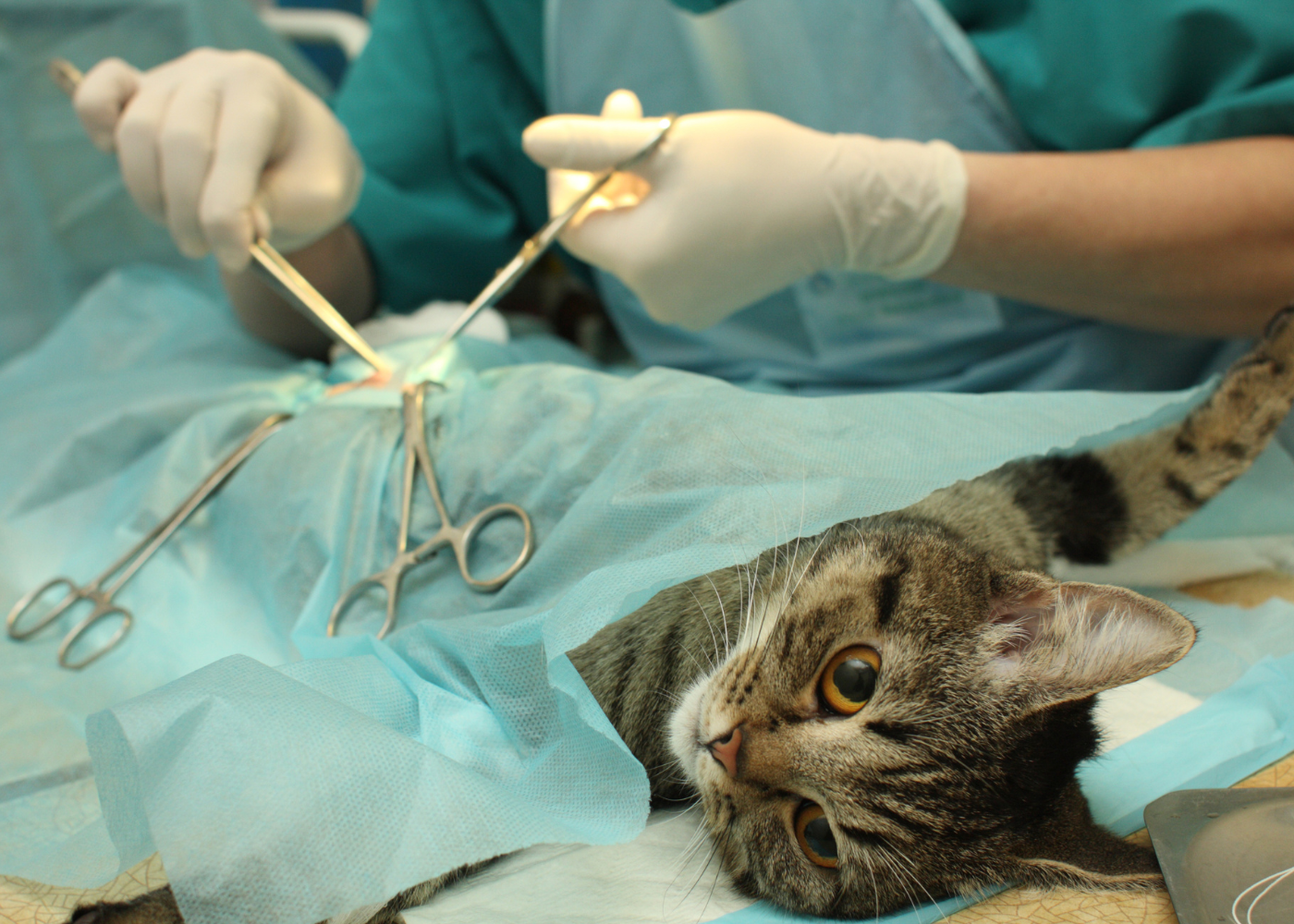 Spaying female cats