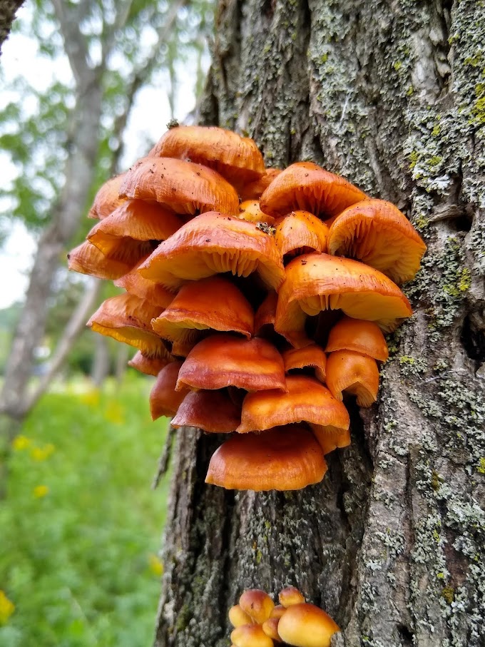 Enoki mushroom supplier | Mushroom supply | Biobritte mushroom supplier 