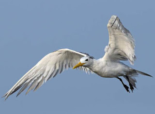 Lesser crested tern (Thalasseus bengalensis) in flight