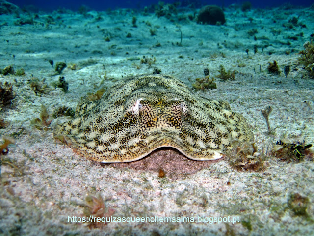 Fundo do mar Cozumel