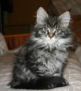 Maine Coon Cat Breed Images