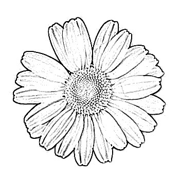 Sketch of Flower Daisy Drawing