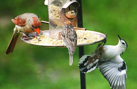 Bird Feeder in the Springtime