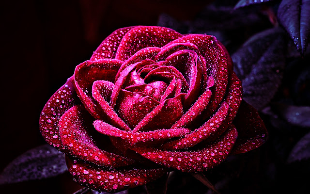 اجمل ورود, اجمل ورود الحب, اجمل ورود في العالم, ورد احمر, ورد وشوك, ورد ياسمين, وردة جميلة, Pictures of roses, اجمل الورود الطبيعية