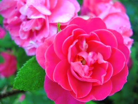 20140627_074115-property-roses