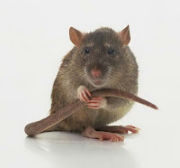 http://asalasah.blogspot.com/2012/10/postingan-membahas-semua-hal-tentang-tikus.html