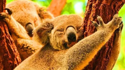 Cohunu Koala Park Tempat menarik di Perth Australia